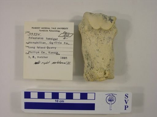 Teleoceras fossiger