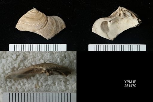 Astarte cuneiformis