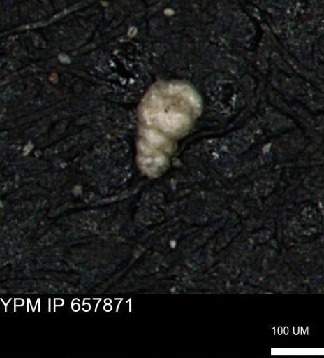 Verneuilinoides kansasensis