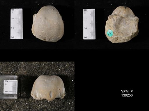 Productus (Linoproductus) lineatus