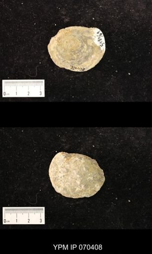 Heliolites nucella