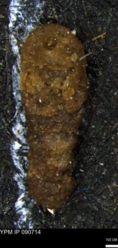 Ammobaculites euides