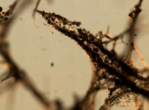 Smenospongia echina