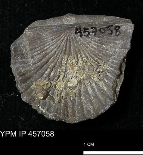 Stropheodonta sp.