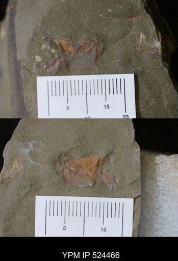 undet. Cornuta