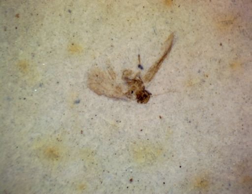 Hemiptera?
