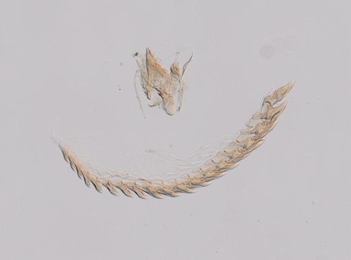 Flabellina