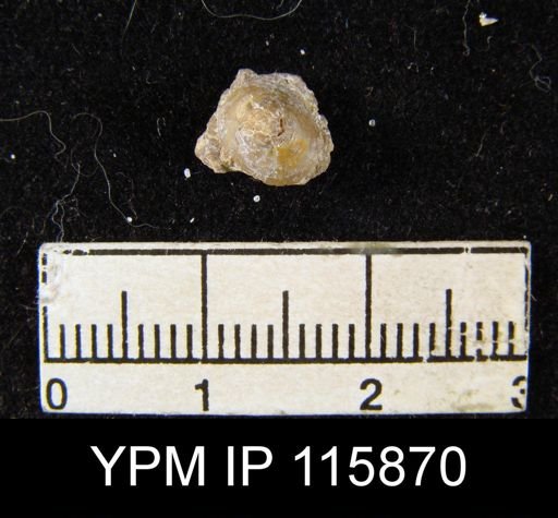 undet. Brachiopoda