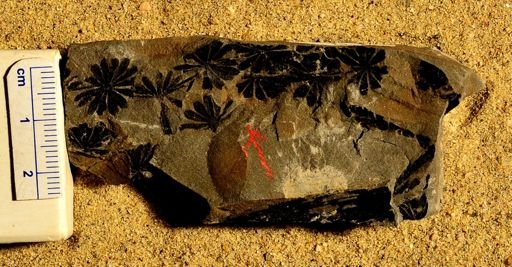 Annularia sp.