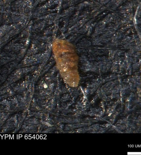 Verneuilinoides hectori