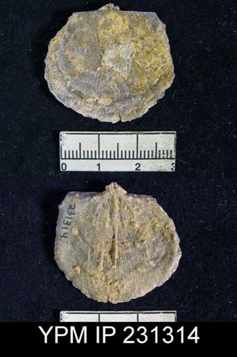 Linoproductus prattenianus