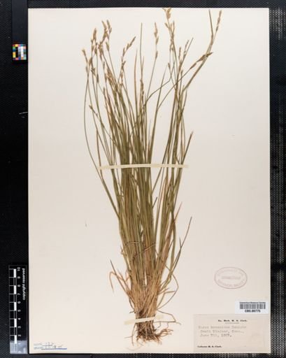 Carex bromoides