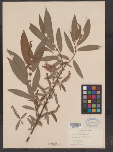 Salix rigida