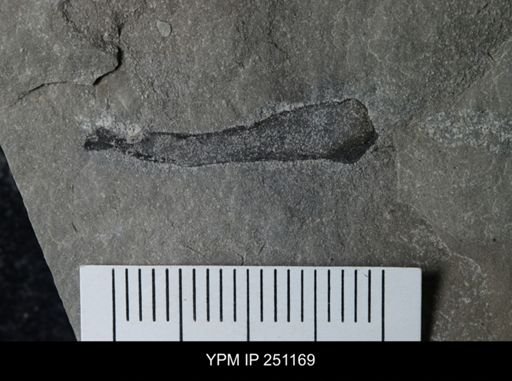 Cooksonia sp.