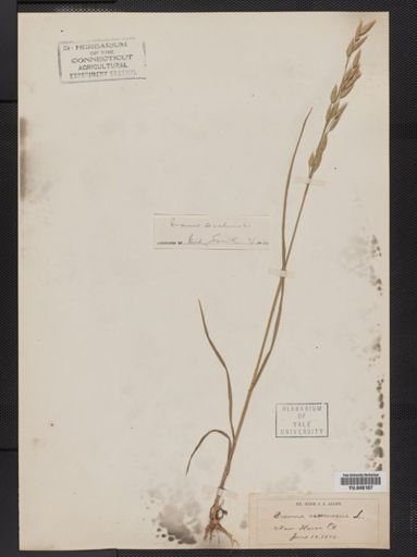 Bromus secalinus
