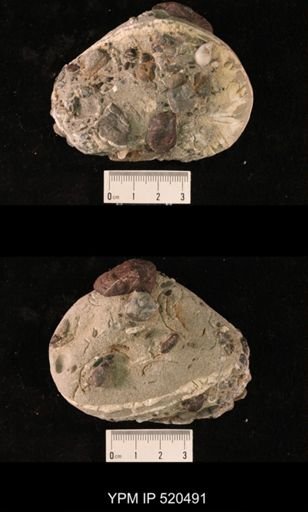 Scutellaster interlineatus