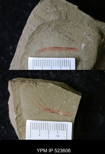 undet. Graptolithina