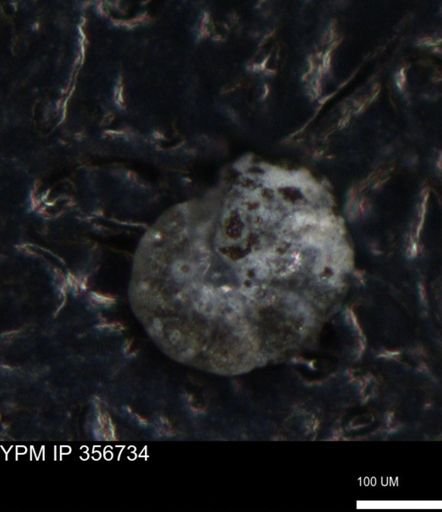 undet. Foraminiferida