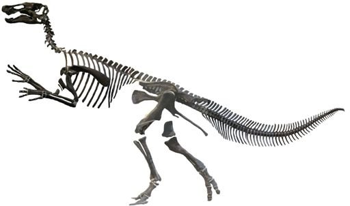 Edmontosaurus annectens