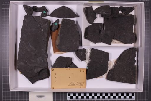mixed taxa, stratigraphic collection