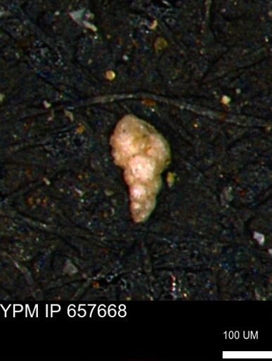 Verneuilinoides kansasensis