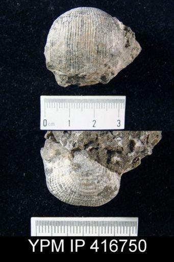 Dictyoclostus morrowensis