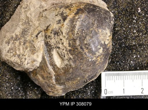 Inoceramus sp.