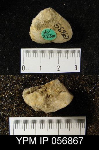 Meristella arcuata