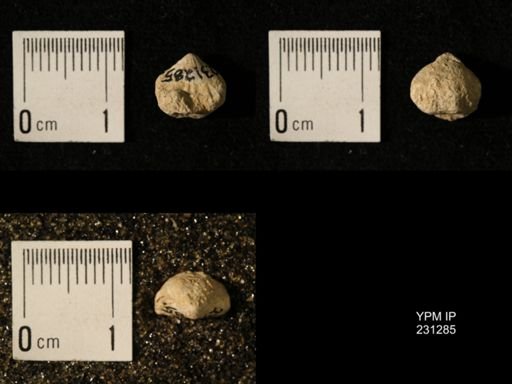 Wellerella osagensis