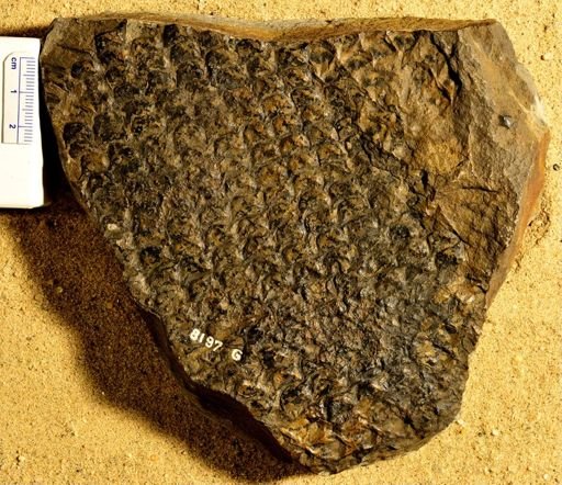 Dutortia lepidodendron