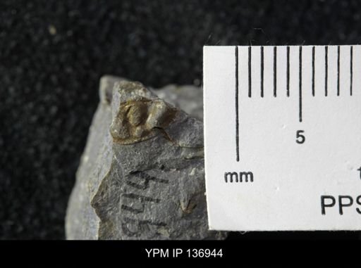 Ctenocephalus maltheus