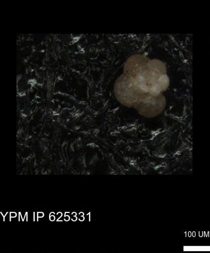 undet. Rugoglobigerinidae