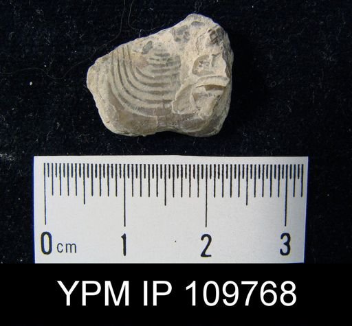 Leptaena rhomboidalis