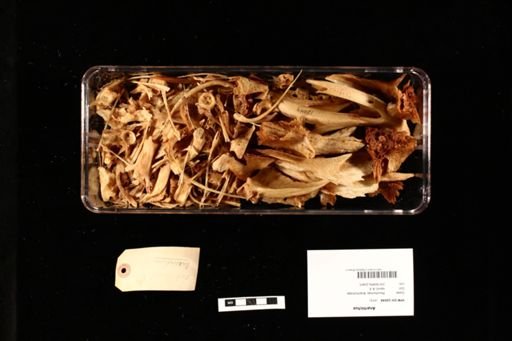 Anarhichus