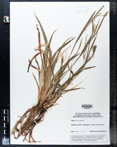 Carex laxiflora