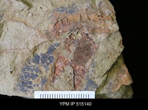 Archaeoconularia?