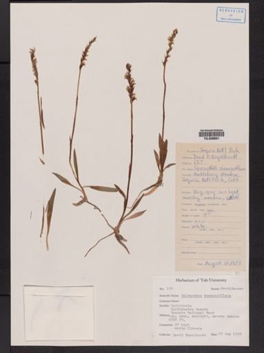 Spiranthes romanzoffiana