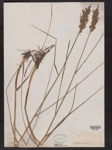 Glyceria obtusa