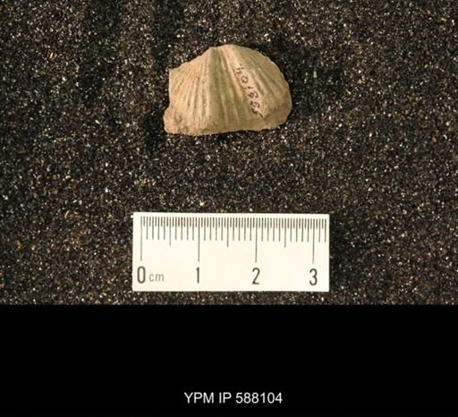 Platystrophia acutilirata