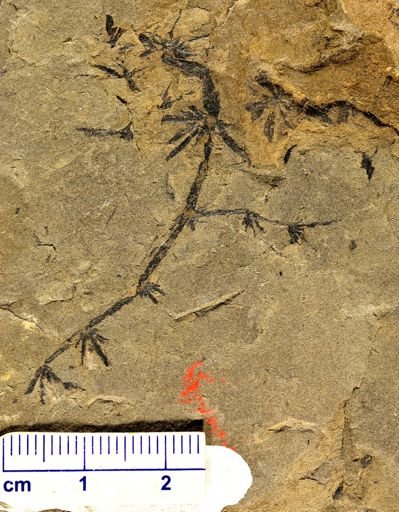 Annularia sp.