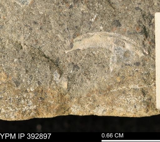 undet. Mollusca