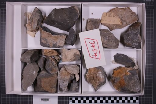 mixed taxa, stratigraphic collection