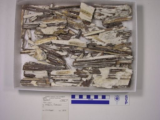 undet. Actinopterygii