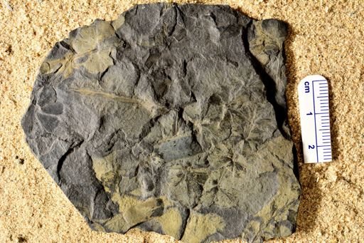 Sphenophyllum schlotheimii