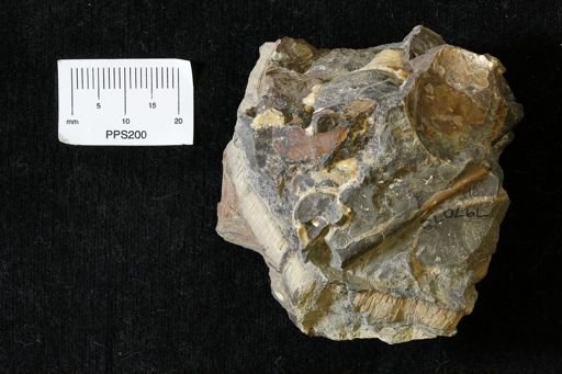 undet. Inoceramidae