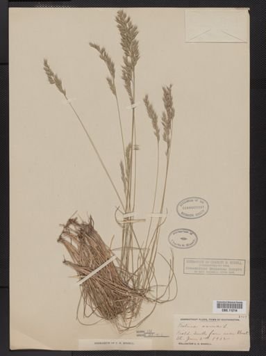 Festuca ovina