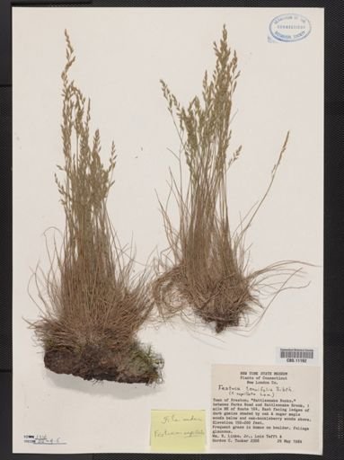 Festuca capillata