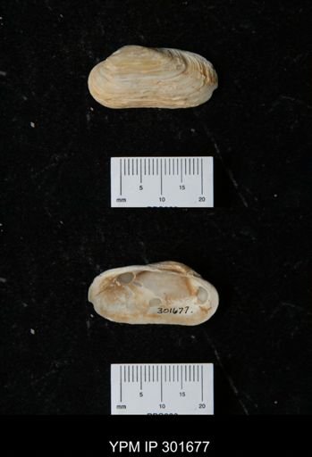 Hiatella arctica