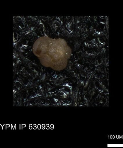 undet. Globigerinina