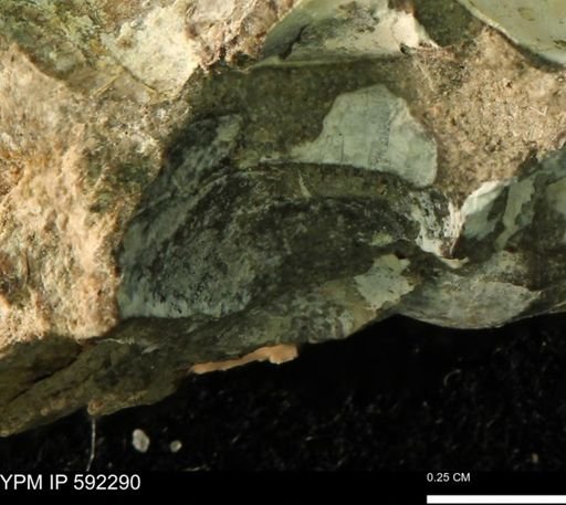 undet. Bivalvia